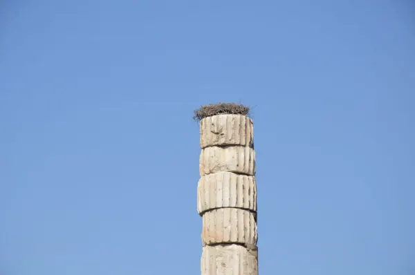Temple of Artemis 56